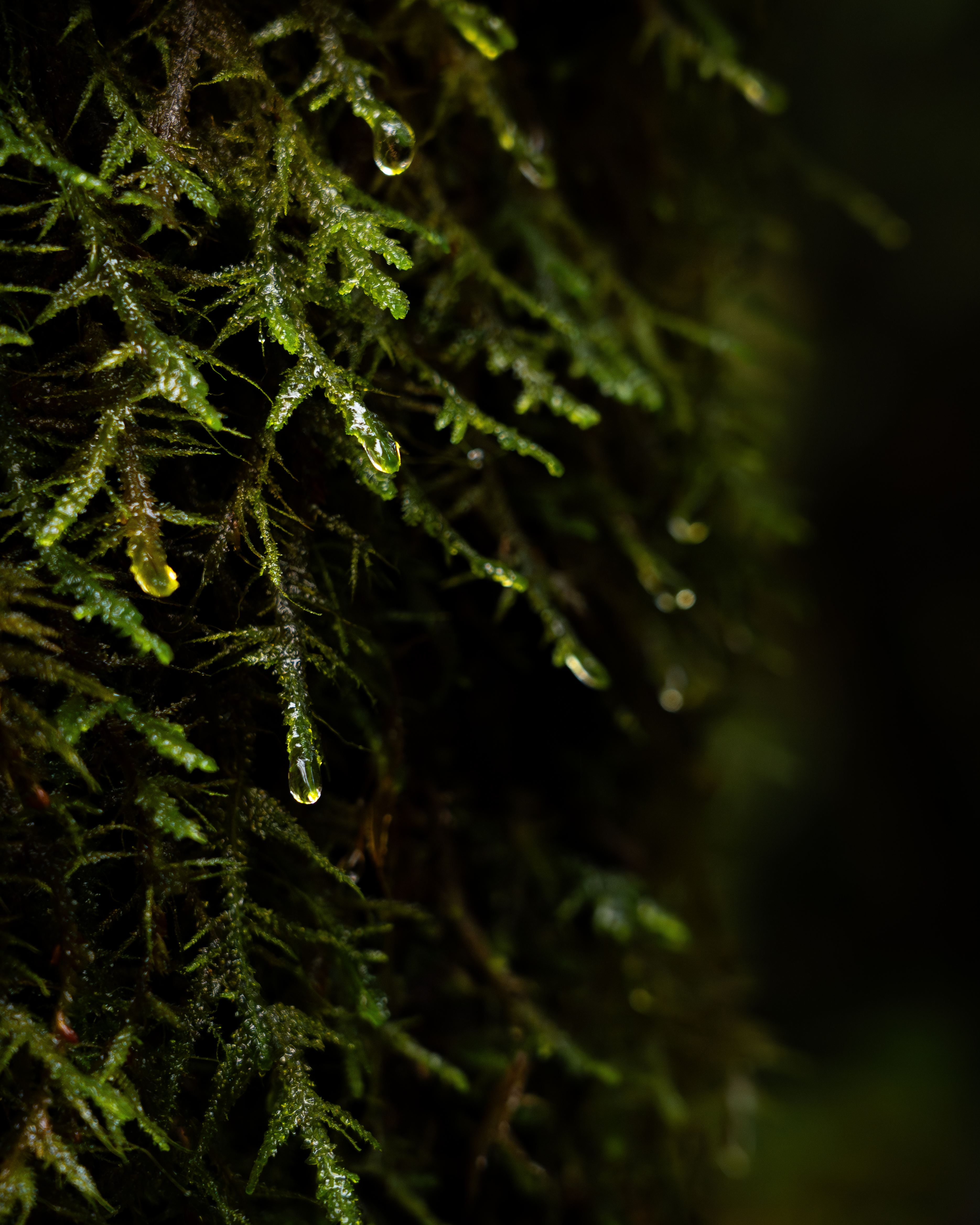 Close up of fern with dripping water